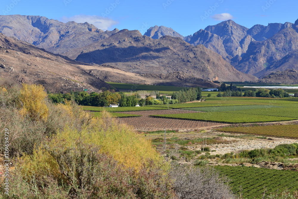 A vineyard nestled between the mountains of the Western Cape of South Africa. A vineyard nestled between the mountains of the Western Cape of South Africa.