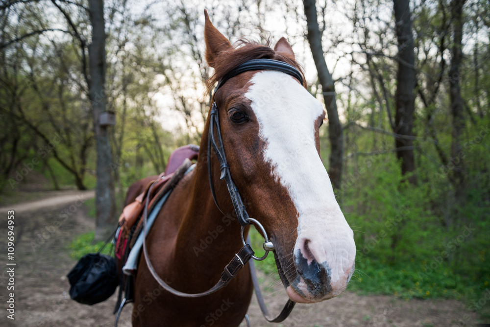 Horse on nature. Portrait of a horse Horse on nature. Portrait of a horse