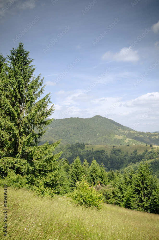 Obraz premium mountain summer landscape. trees near meadow and forest on hills