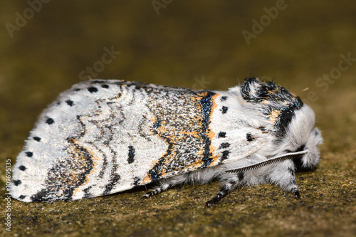 Sallow kitten moth (Furcula furcula) in profile. British nocturnal insect in the family Notodontidae, at rest