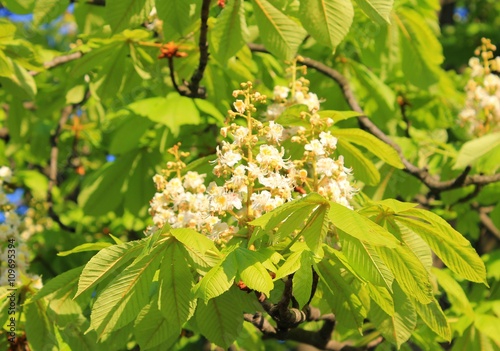 Blossom of chestnut tree 