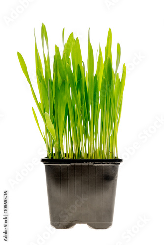Wheat grass isolated