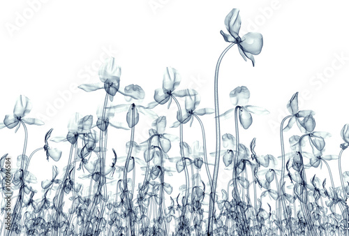 x-ray image of a flower isolated on white , the orchide