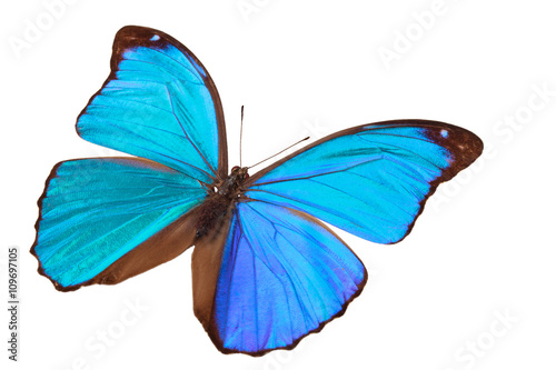 Blue butterfly. © Vitalina Rybakova