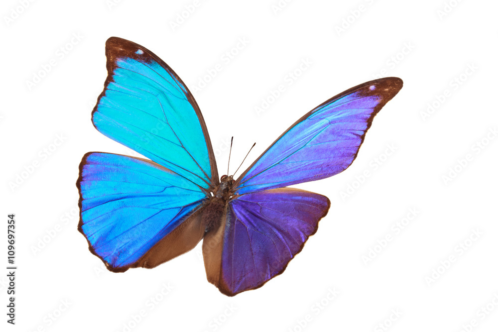 Obraz premium Błękitny motyl tropikalny.