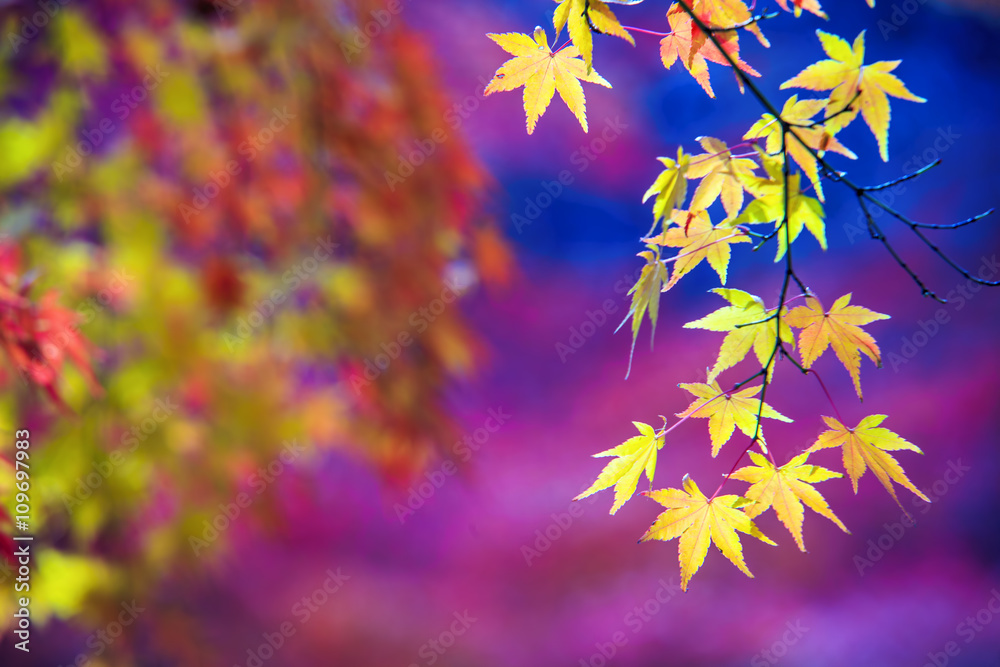 maple season at fall with nice background color maple season at fall with nice background color