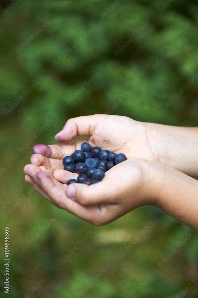 Children's hands filled with blueberries. In the background blueberry bushes.Summertime activities Children's hands filled with blueberries. In the background blueberry bushes.Summertime activities