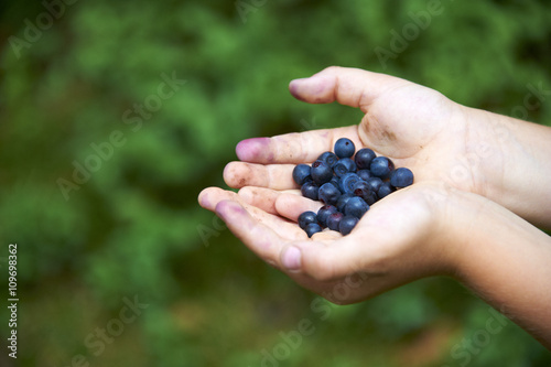 Children's hands filled with blueberries. In the background blueberry bushes.Summertime activities