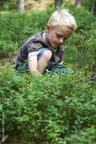 Child picking wild blueberries in a blueberry forest