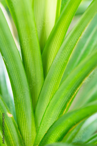 Pandan leaves