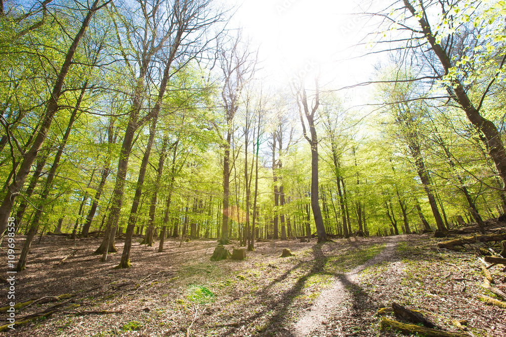 Sonne Frühling im natürlichen Buchen Wald Entspannung Sonne Frühling im natürlichen Buchen Wald Entspannung