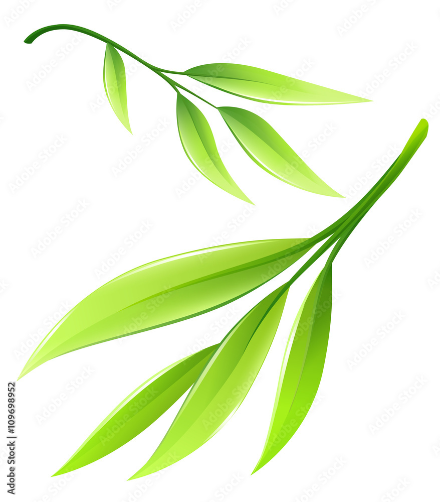 Naklejka premium Branch with green bamboo leaves eps10 vector illustration isolated