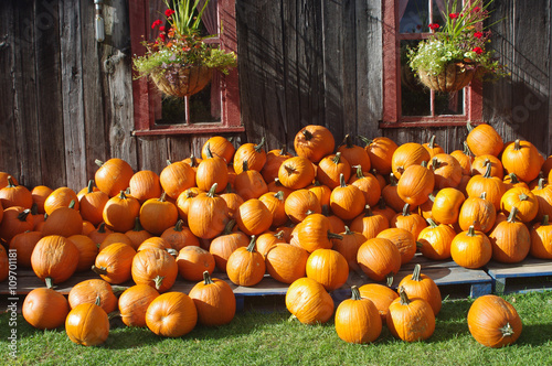 pile of pumpkins in front of a barn