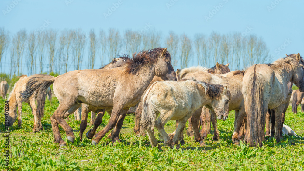 Horses in nature in spring Horses in nature in spring