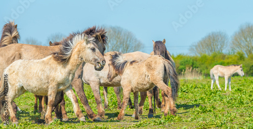 Horses in nature in spring