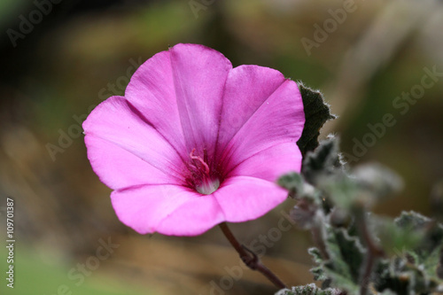 Convolvulus althaeoides 