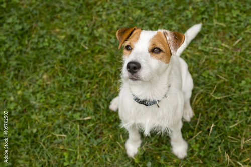 Jack Parson Russell Terrier puppy dog pet, tan rough coated, outdoors in park while laying on green grass lawn