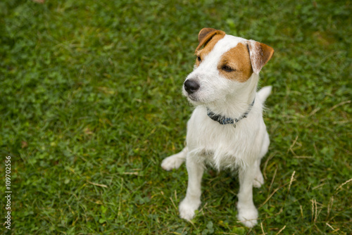 Jack Parson Russell Terrier puppy dog pet, tan rough coated, outdoors in park while laying on green grass lawn