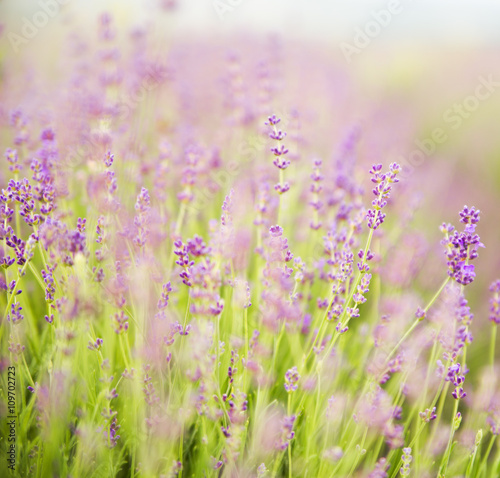 Lavender field.