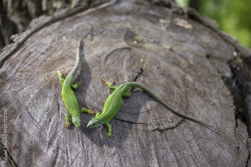 Green lizard - Green lizard with a long tail standing on a piece Green lizard - Green lizard with a long tail standing on a piece