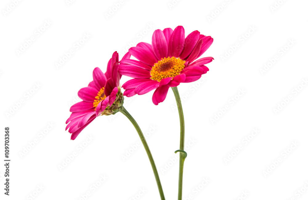 pink daisy pink daisy