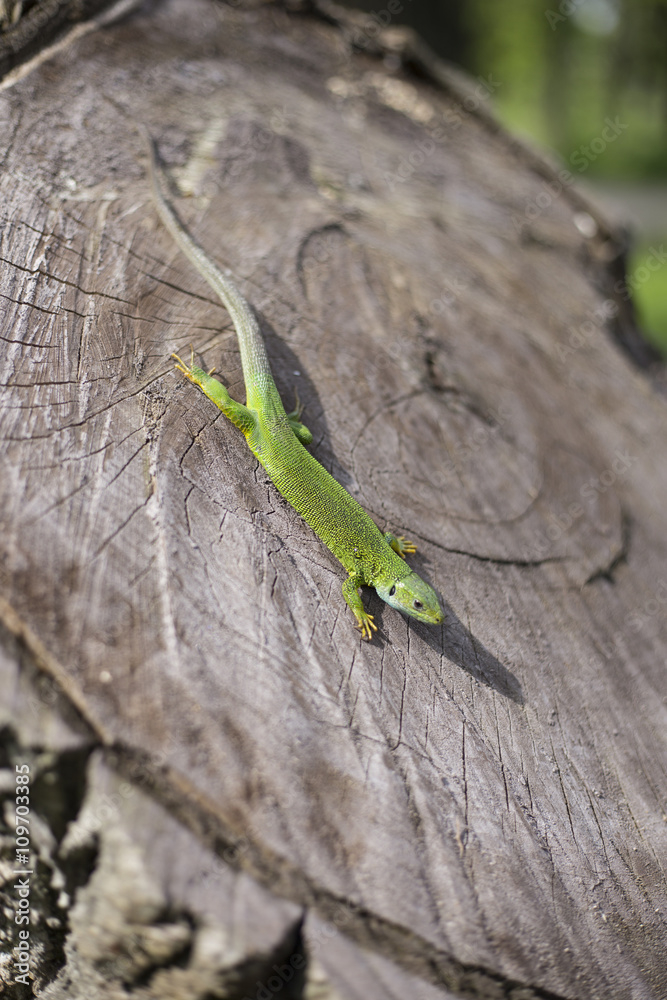 Green lizard - Green lizard with a long tail standing on a piece Green lizard - Green lizard with a long tail standing on a piece