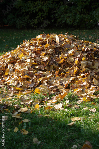 big pile of leaves in sunlight  photo