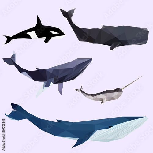 Geometric colored whale set