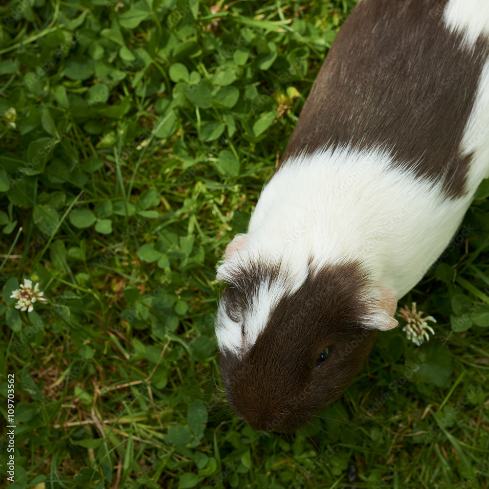 Guinea pig eating grass outside in the garden. Guinea pig (Cavia porcellus) is a popular household pet. View from above.
Guinea pig eating grass outside in the garden. Guinea pig (Cavia porcellus) is a popular household pet. View from above.
