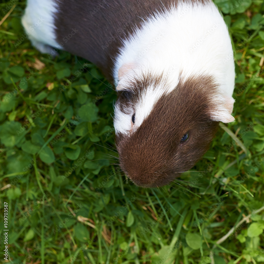 Guinea pig eating grass outside in the garden. Guinea pig (Cavia porcellus) is a popular household pet. View from above.
Guinea pig eating grass outside in the garden. Guinea pig (Cavia porcellus) is a popular household pet. View from above.