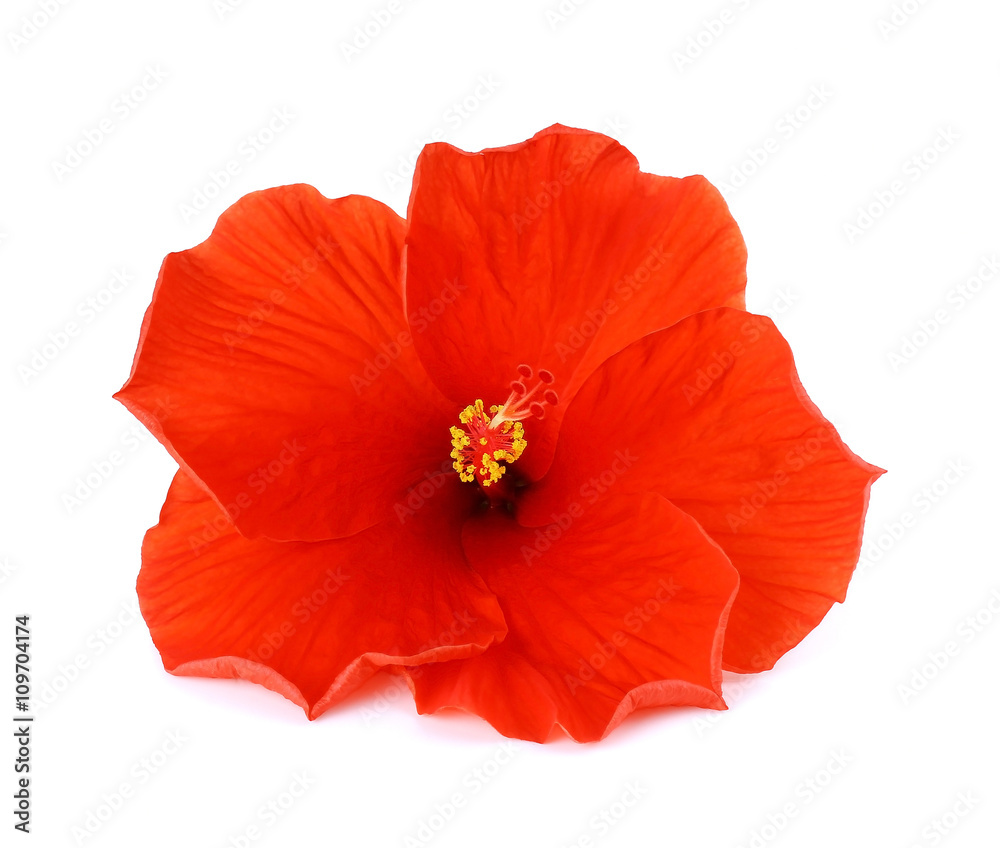 red hibiscus flower isolated on white background red hibiscus flower isolated on white background