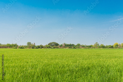 Green rice field and clear blue sky on background.