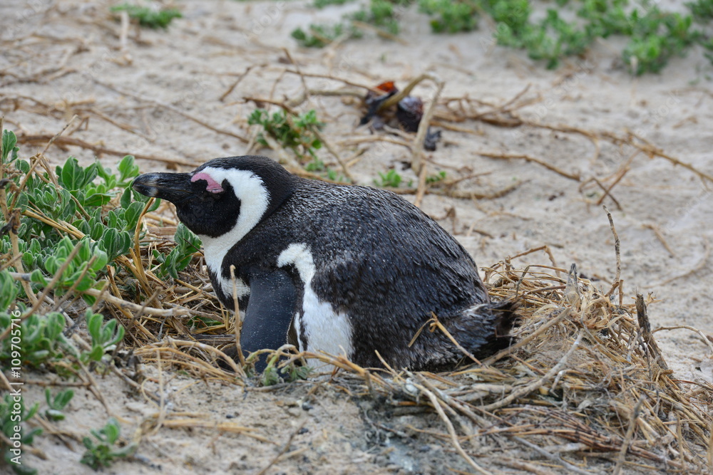 Fototapeta premium Boulders beach in the Cape Peninsula at the Western Cape of South Africa 