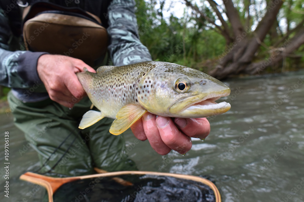 Closeup of fario trout caught by fisherman Closeup of fario trout caught by fisherman
