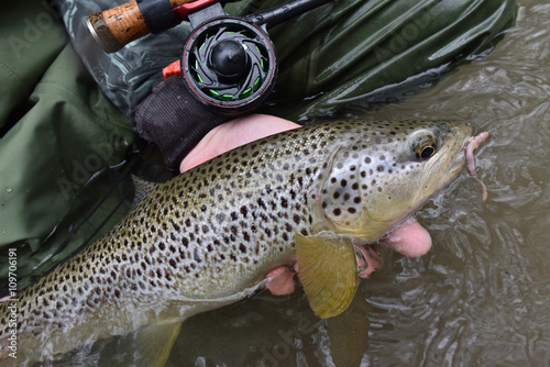 Fototapeta Naklejka Na Ścianę i Meble -  Fly-fisherman holding fario trout caught in river