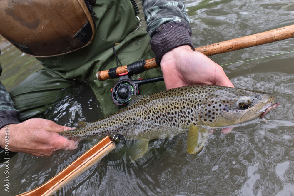 Fly-fisherman holding fario trout caught in river Fly-fisherman holding fario trout caught in river