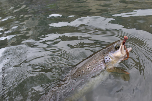 Closeup of brown trout caught by fly-fisherman