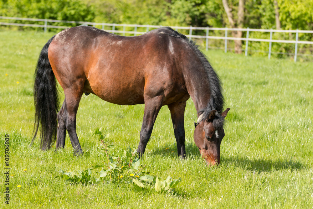 Pferd auf der Weide beim Grasen Pferd auf der Weide beim Grasen