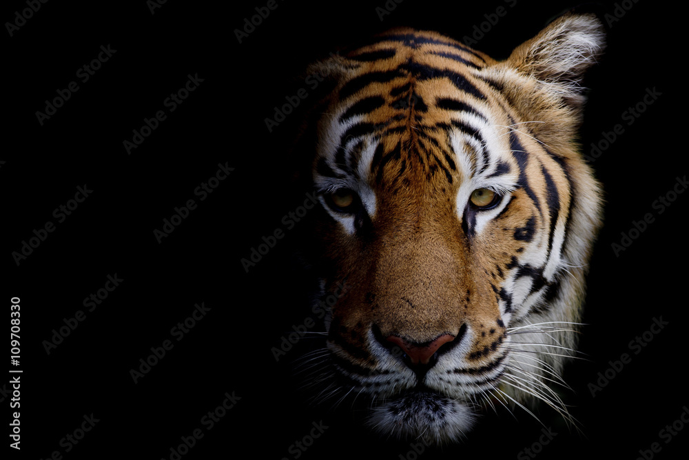 Fototapeta premium Tygrys