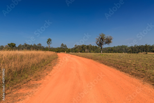 Dirt road on savanna forest.