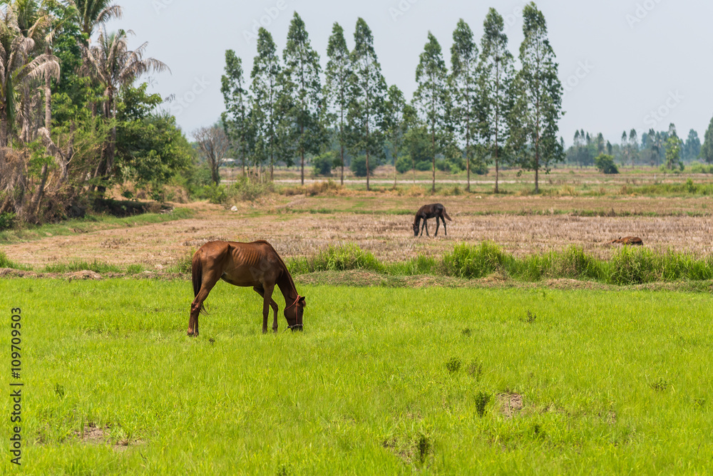 Horses in the fields in countryside farm. Horses in the fields in countryside farm.