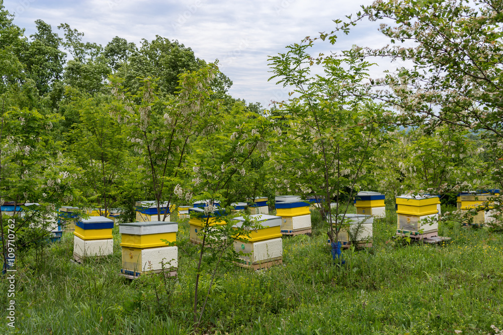 Honey bee hives in spring acacia garden Honey bee hives in spring acacia garden