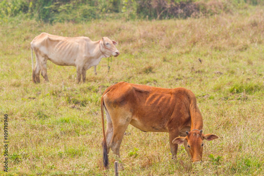 cows in a field in Thailand cows in a field in Thailand