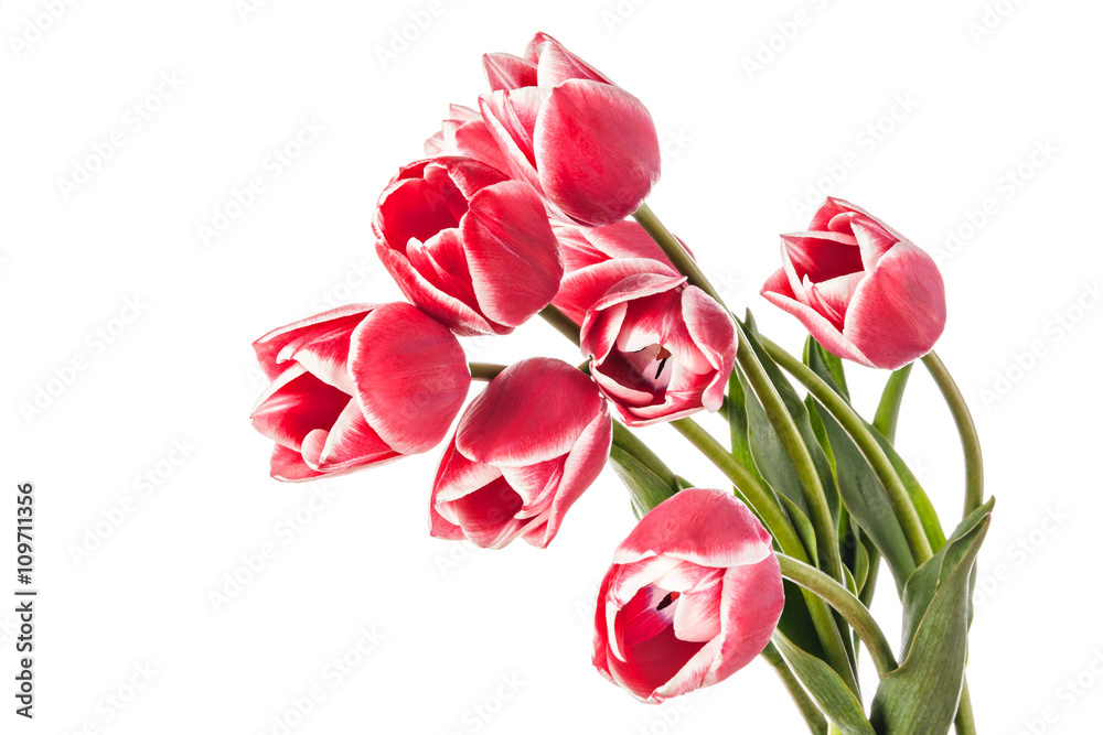 Flowers Flowers