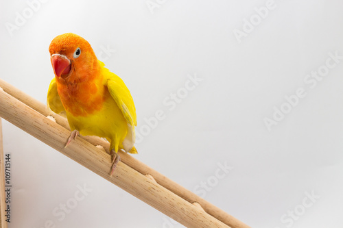 Double Yellow Lovebird