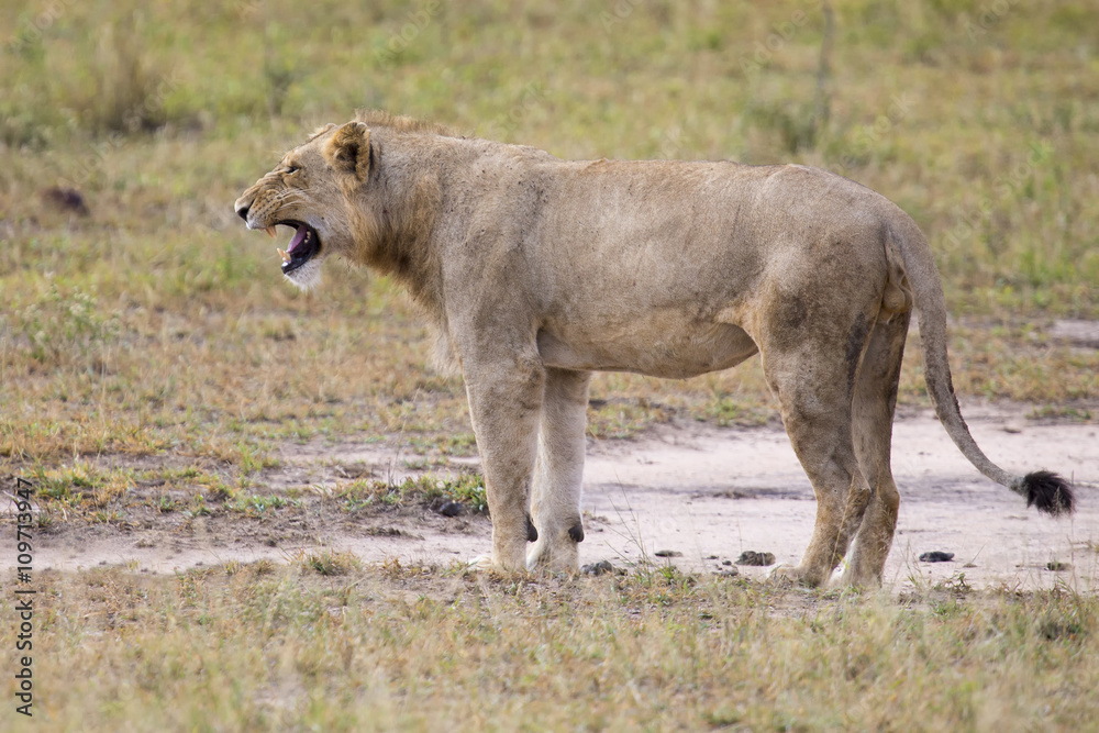 Young lion male yawn while lying down and rest Young lion male yawn while lying down and rest