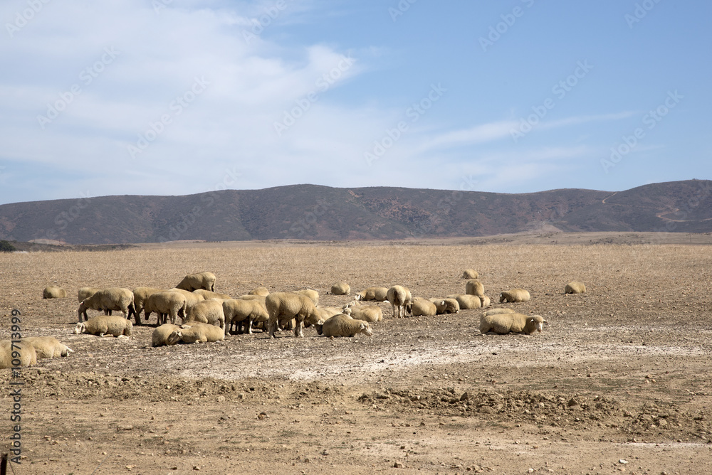 Fototapeta premium Sheep grazing in the Swartland region of South Africa