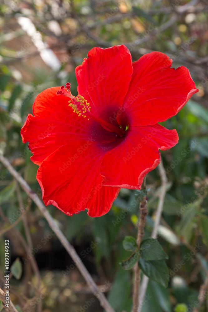 A big fresh red hibiscus in nature