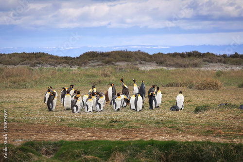 King Penguins on the beach in the island of Tierra del Fuego