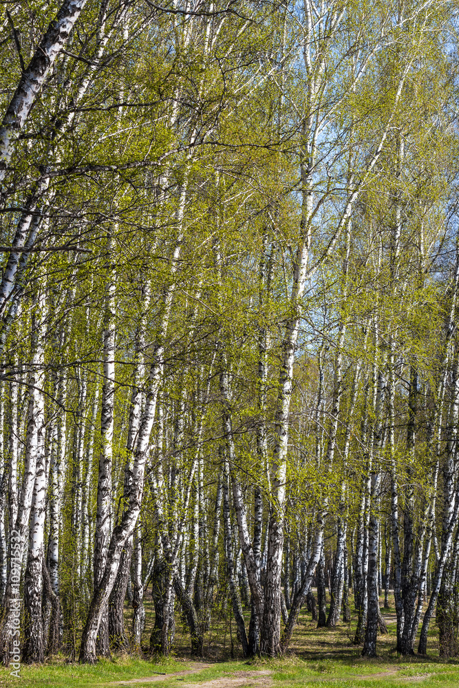 Fototapeta premium Spring landscape
